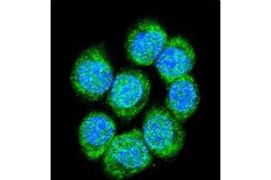 Confocal immunofluorescent analysis of Catenin beta-1 Antibody (C-term) Cat.