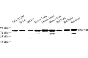 Western blot analysis of HSP70B (ABIN7074173) at dilution of 1: 500 (HSPA6 抗体)