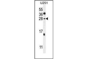Western blot analysis of GGTLC2 Antibody (Center) in U251 cell line lysates (35ug/lane). (GGTLC2 抗体  (Middle Region))