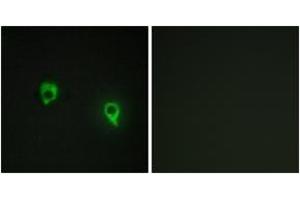 Immunofluorescence analysis of COS7 cells, using AKAP1 Antibody. (AKAP1 抗体  (AA 281-330))