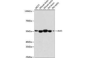 Western blot analysis of extracts of various cell lines, using JNK3 antibody (ABIN7268611) at 1:1000 dilution. (MAPK10 抗体)