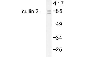Image no. 1 for anti-Cullin 2 (CUL2) antibody (ABIN265376) (Cullin 2 抗体)
