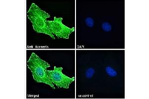 ABIN238644 Immunofluorescence analysis of paraformaldehyde fixed U251 cells, permeabilized with 0. (HRNR 抗体  (Internal Region))