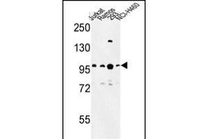 Western blot analysis of BCL11A Antibody (C-term) (ABIN653582 and ABIN2842956) in Jurkat, Ramos, 293, NCI- cell line lysates (35 μg/lane). (BCL11A 抗体  (C-Term))