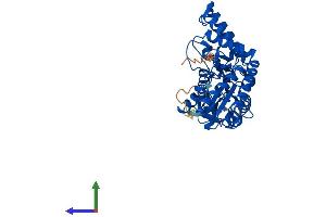 Protein Structure (PS) image for Selenocysteine Lyase (SCLY) (AA 1-432) protein (His tag) (ABIN7561675)
