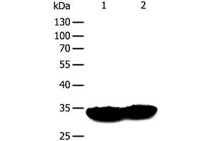 Western Blot analysis of Mouse heart and muscle tissue using TPM1 Polyclonal Antibody at dilution of 1:400 (Tropomyosin 抗体)