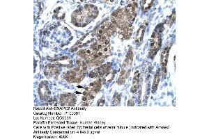 Human kidney (SNAPC2 抗体  (Middle Region))