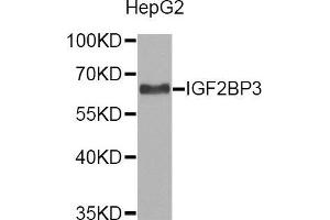 Western blot analysis of extracts of HepG2 cell line, using IGF2BP3 antibody. (IGF2BP3 抗体  (AA 300-579))