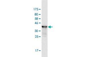 Western Blot detection against Immunogen (36. (ICT1 抗体  (AA 107-206))
