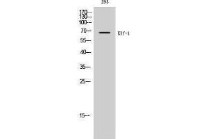 Western Blotting (WB) image for anti-Elongation Factor 1 Homolog (ELOF1) (C-Term) antibody (ABIN3174918) (ELOF1 抗体  (C-Term))