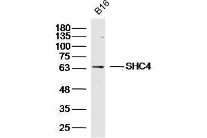 B16 lysates probed with SHC4 Polyclonal Antibody, Unconjugated  at 1:300 dilution and 4˚C overnight incubation.