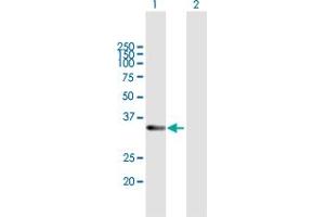 Western Blot analysis of RDH12 expression in transfected 293T cell line by RDH12 MaxPab polyclonal antibody.
