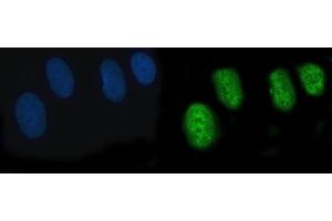 IF analysis of POGLUT3 using anti-POGLUT3 antibody (ABIN7825696). (POGLUT3 (AA 48-499) 抗体)