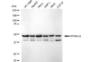 Western blotting analysis using PTPN1/2 antibody (ABIN7800964). (Recombinant PTPN1/PTPN2 抗体)