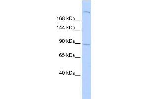 Western Blotting (WB) image for anti-Shroom Family Member 2 (SHROOM2) antibody (ABIN2458127) (SHROOM2 抗体)