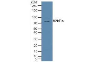 Western blot analysis of Human Jurkat Cells. (PKC theta 抗体  (AA 380-634))