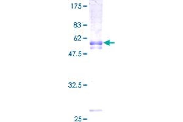 PAQR8 Protein (AA 1-354) (GST tag)