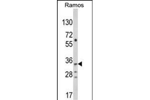 Western blot analysis of C10orf27 Antibody (C-term) (ABIN652633 and ABIN2842423) in Ramos cell line lysates (35 μg/lane). (C10orf27 抗体  (C-Term))