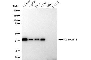 Western blotting analysis using Cathepsin B antibody (ABIN7797937).