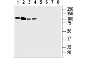 Western blot analysis of human Jurkat T-cell leukemia cell line lysate (lanes 1 and 5), human K562 chronic myelogenous leukemia cell line lysate (lanes 2 and 6), human Malme-3M melanoma cell line lysate (lanes 3 and 7) and human HT-29 colorectal adenocarcinoma cell line lysate (lanes 4 and 8): - 1-4. (EPH Receptor A3 抗体  (Extracellular, N-Term))