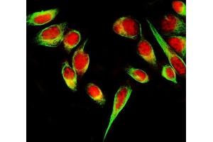 IF analysis of SF3B3 and Tubulin alpha using anti-SF3B3 antibody (ABIN7602378) and anti-Tubulin alpha antibody (ABIN7600339).