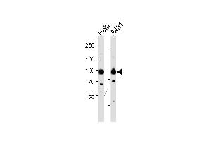 Western blot analysis of lysates from Hela,A431 cell line (from left to right),using HSP90B Antibody (Ab-254) (ABIN482813 and ABIN1532199). (HSP90AB1 抗体)