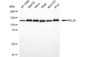 anti-Polymerase (DNA Directed), delta 1, Catalytic Subunit 125kDa (POLD1) antibody