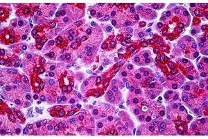 Human Pancreas: Formalin-Fixed, Paraffin-Embedded (FFPE) (PARL 抗体  (N-Term))