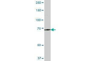 GLB1 MaxPab polyclonal antibody. (GLB1 抗体  (AA 1-677))