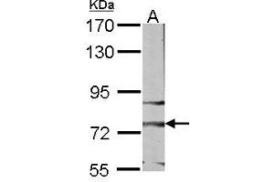Image no. 2 for anti-Frizzled Family Receptor 3 (FZD3) (AA 1-62) antibody (ABIN467386) (FZD3 抗体  (AA 1-62))