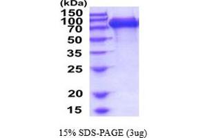 Interleukin 6 Signal Transducer (Gp130, Oncostatin M Receptor) (IL6ST) (AA 23-619) protein (His tag)