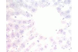 Mouse liver tissue was stained by pre-immuno serum (Adiponectin Receptor 2 抗体  (AA 374-386))