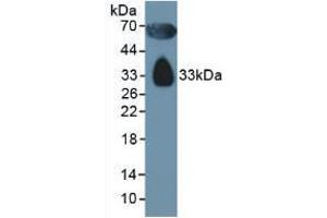 Figure. (Apolipoprotein D 抗体  (AA 21-189))