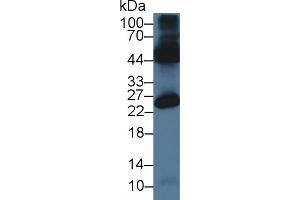 Western Blot; Sample: Mouse Testis lysate; Primary Ab: 3µg/ml Rabbit Anti-Mouse OCEL1 Antibody Second Ab: 0. (OCEL1 抗体  (AA 1-86))