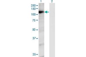 Western Blot analysis of RAPGEF4 expression in transfected 293T cell line by RAPGEF4 monoclonal antibody (M01), clone 1C11. (RAPGEF4 抗体  (AA 1-110))