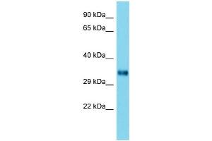 Host: Rabbit Target Name: Homer2 Sample Type: Mouse Testis lysates Antibody Dilution: 1. (HOMER2 抗体  (C-Term))