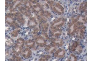 DAB staining on IHC-P; Samples: Mouse Kidney Tissue (Nucleobindin 1 抗体  (AA 26-413))