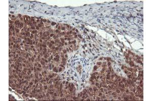 Image no. 2 for anti-Leucine Carboxyl Methyltransferase 1 (LCMT1) antibody (ABIN1499109) (LCMT1 抗体)