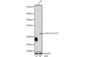 Western blot analysis of extracts of A-431 cells, using Phospho-Rac1/2/3-S71 antibody (ABIN3019547, ABIN3019548, ABIN3019549 and ABIN6225461) at 1:1000 dilution. (RAC1 抗体  (pSer71))