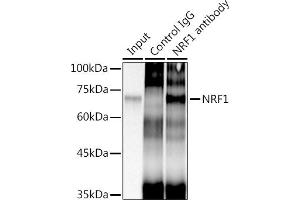 Immunoprecipitation analysis of 300 μg extracts of HeLa cells using 3 μg NRF1 antibody (ABIN7269022). (NRF1 抗体)