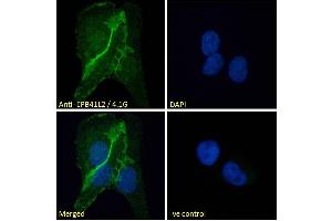 ABIN238594 Immunofluorescence analysis of paraformaldehyde fixed U2OS cells, permeabilized with 0. (EPB41L2 抗体  (Internal Region))