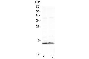 Western blot testing of two lots of mouse heart lysate with FABP3 antibody at 0. (FABP3 抗体  (AA 2-133))
