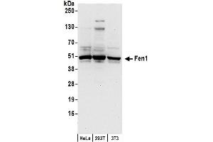 Western Blotting (WB) image for anti-Flap Structure-Specific Endonuclease 1 (FEN1) (AA 75-125) antibody (ABIN7450245)