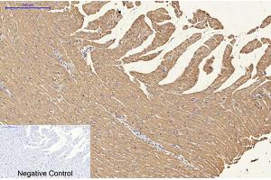 Immunohistochemical analysis of paraffin-embedded rat heart tissue. (ENO2/NSE 抗体)