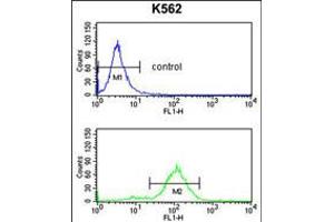 Flow cytometry analysis of K562 cells (bottom histogram) compared to a negative control cell (top histogram). (APOBEC3F 抗体  (N-Term))