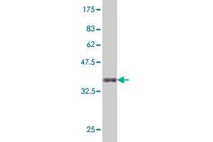 Western Blot detection against Immunogen (36. (HNF4A 抗体  (AA 324-423))