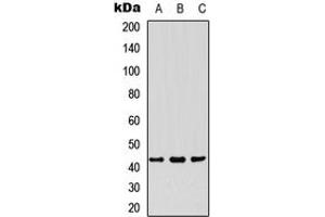 Western blot analysis of PDHA1 expression in HepG2 (A), HUVEC (B), HeLa (C) whole cell lysates. (PDHA1 抗体  (C-Term))