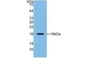 Detection of Recombinant RNASE3, Human using Monoclonal Antibody to Ribonuclease A3 (RNASE3) (RNASE3 抗体  (AA 30-154))