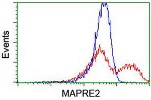 HEK293T cells transfected with either RC200259 overexpress plasmid (Red) or empty vector control plasmid (Blue) were immunostained by anti-MAPRE2 antibody (ABIN2454552), and then analyzed by flow cytometry. (MAPRE2 抗体)