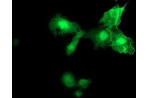 Anti-MIER2 mouse monoclonal antibody (ABIN2455626) immunofluorescent staining of COS7 cells transiently transfected by pCMV6-ENTRY MIER2 (RC207065). (MIER2 抗体  (AA 1-296))